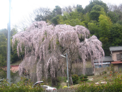 川合家の枝垂桜