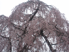 川合家の枝垂桜2