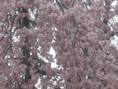 川合家の枝垂桜3