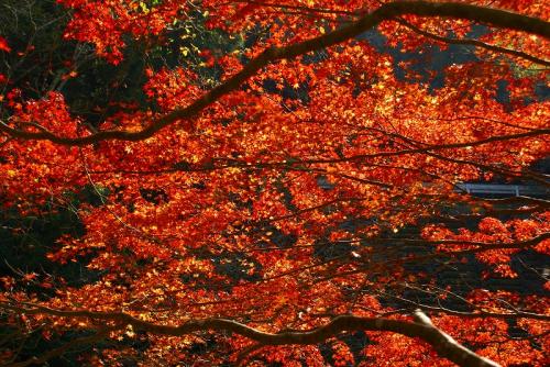 hiroの部屋　青井岳温泉の紅葉
