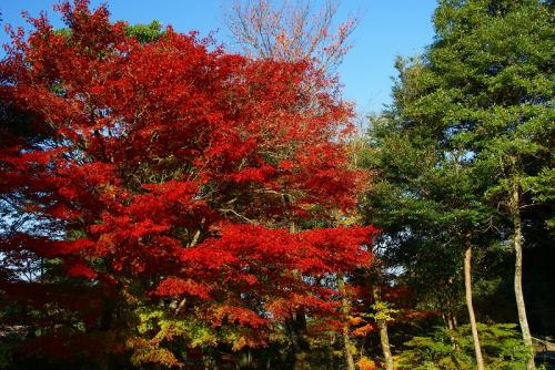 hiroの部屋　白鳥森林公園の紅葉