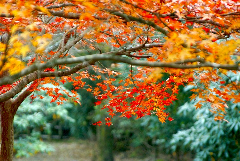 hiroの部屋　関之尾の滝の紅葉