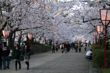 桜祭り 006