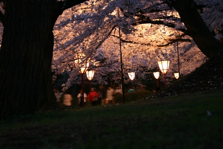 桜祭り 010