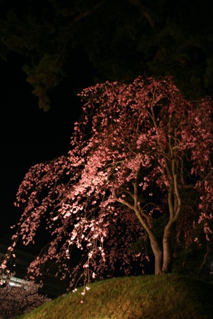 桜祭り 019