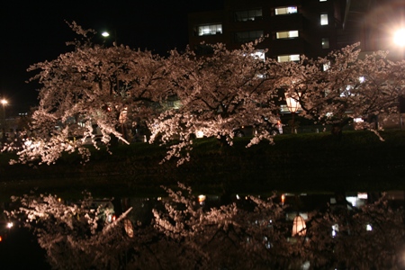 桜祭り 020