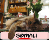 にほんブログ村 猫ブログ ソマリへ