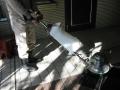 東京都世田谷区　マンション共用部年末大掃除　エントランス部分床ポリ洗剤洗い清掃　作業風景