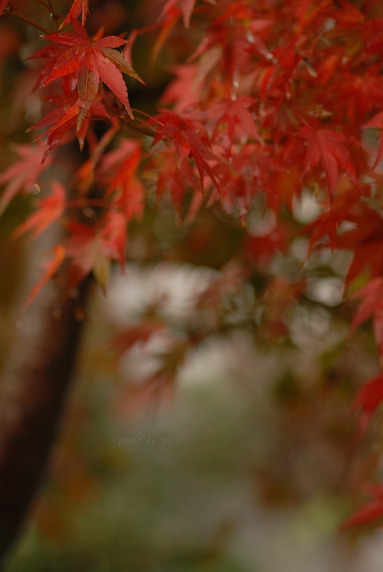 foliage_maple_2009_11_14_2_contrasted.jpg
