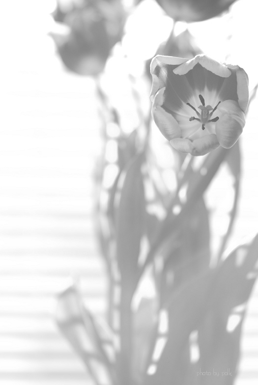 tulips_2010_1_13.jpg