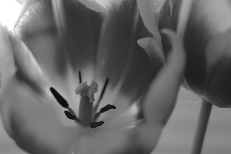 tulips_2010_1_16_3_bw.jpg