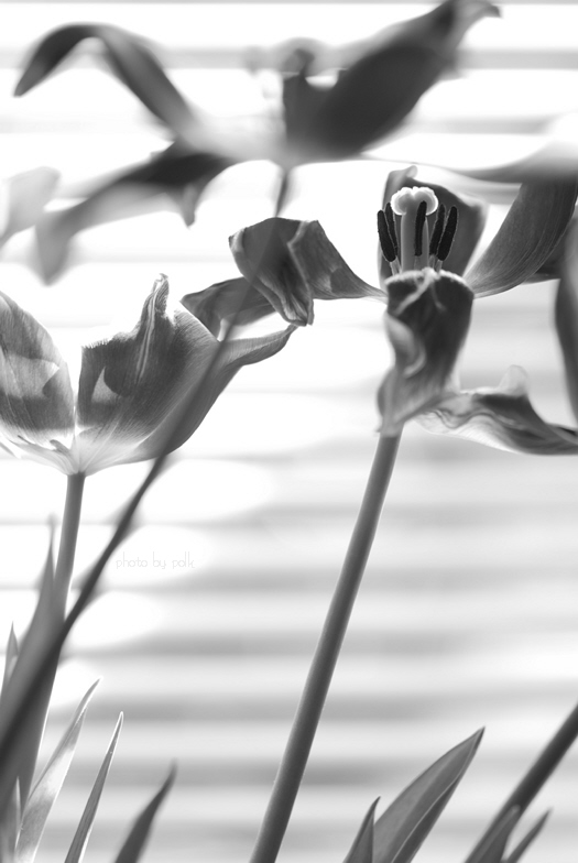 tulips_2010_1_18.jpg