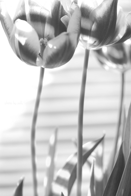 tulips_2010_1_18_5.jpg