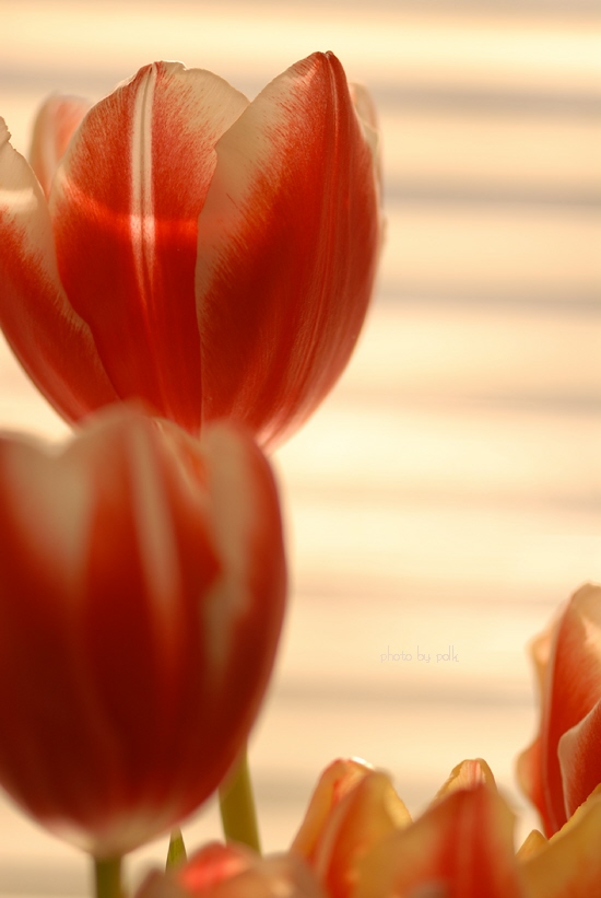 tulips_2010_1_3.jpg