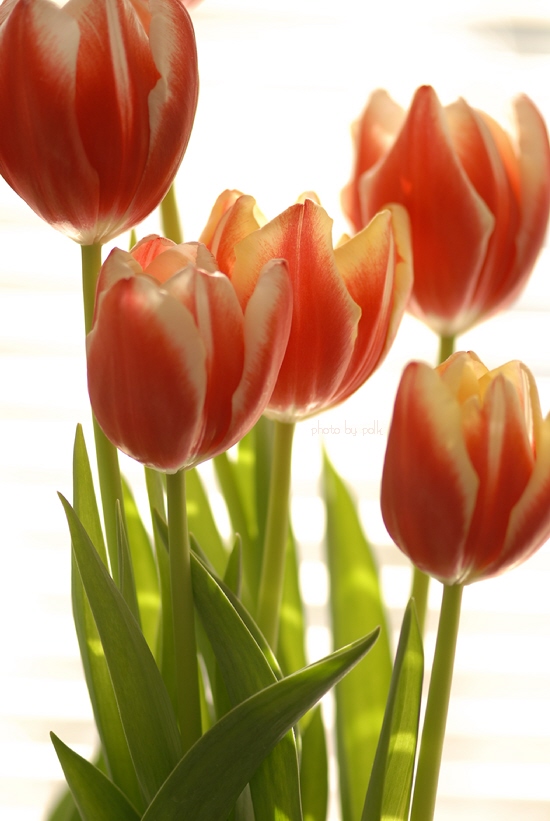 tulips_2010_1_3_7.jpg
