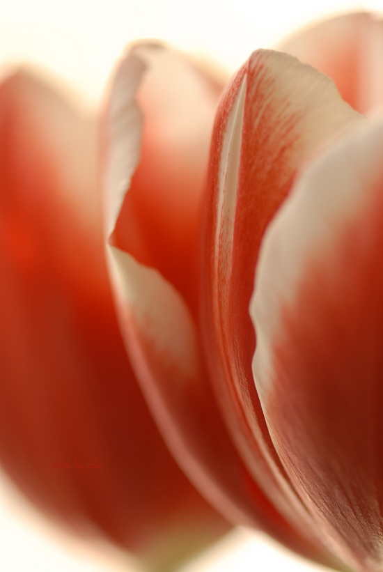 tulips_2010_1_3_8.jpg