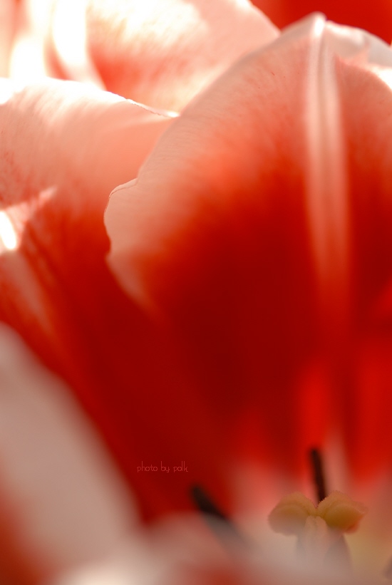 tulips_2010_1_6_4.jpg