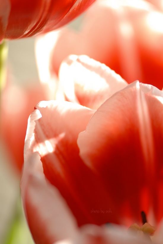 tulips_2010_1_6_5.jpg