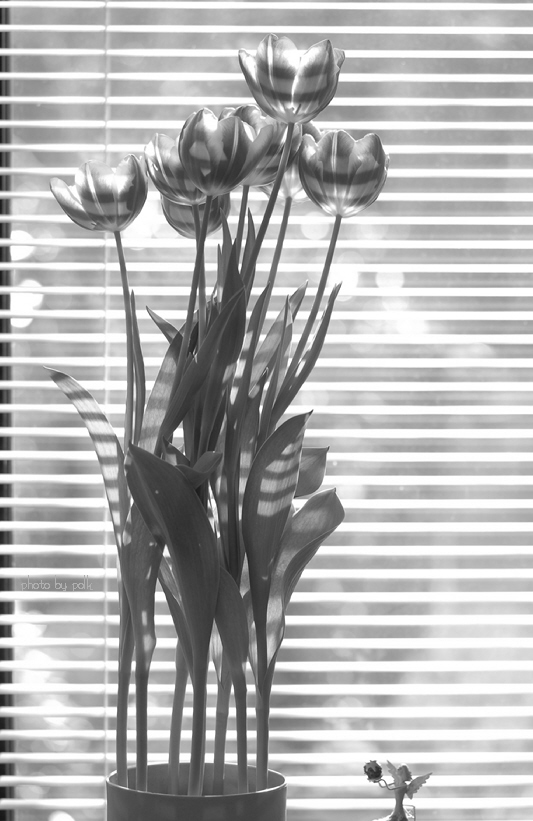 tulips_2010_1_7_trimed_bw.jpg