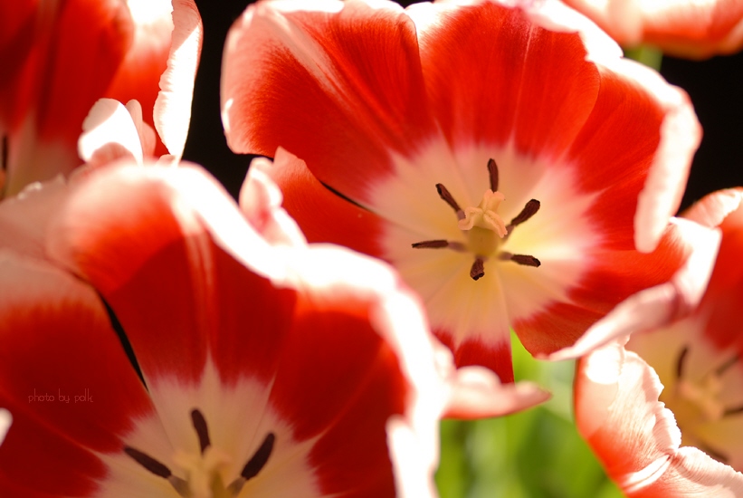 tulips_2010_1_8.jpg