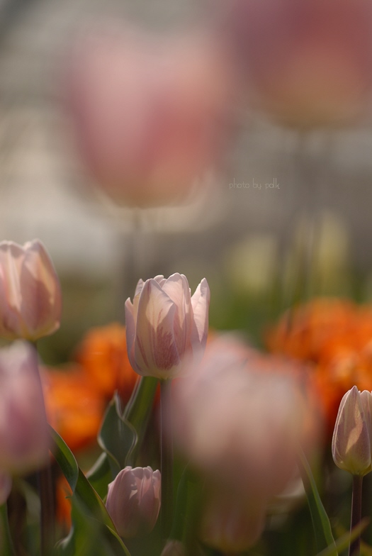 tulips_2010_4_25_11.jpg