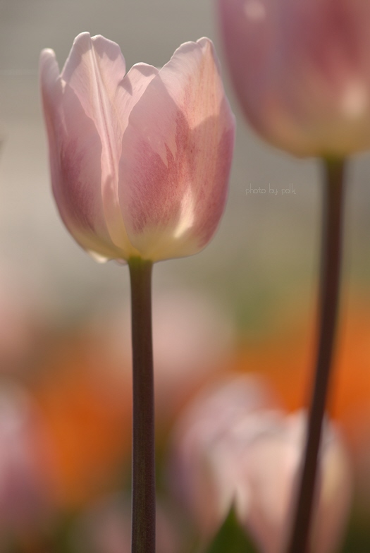tulips_2010_4_25_12.jpg