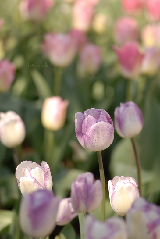 tulips_2010_4_25_8.jpg