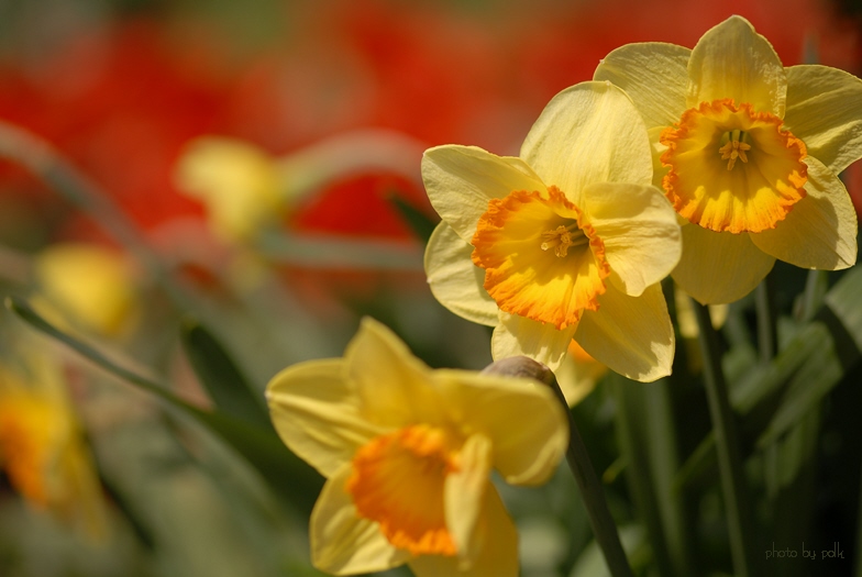 tulips_daffodils_2010_4_25.jpg