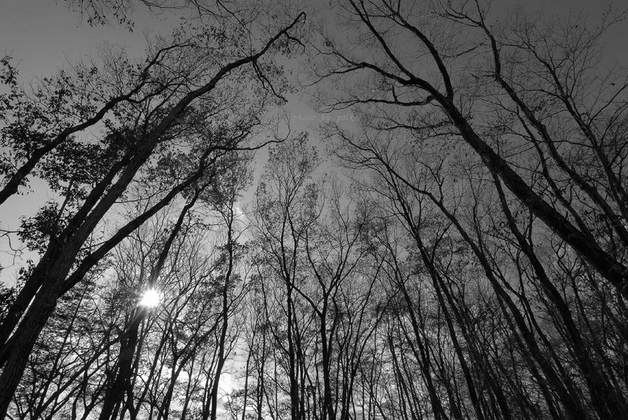 woods_2009_12_6_bw.jpg