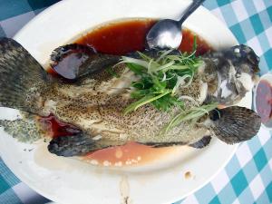 20100102長洲10・興樂菜館5・清蒸石斑魚