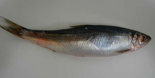 obuchi herring, 230227 1-1-s