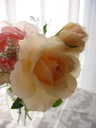 2004.11.20.Roses.jpg