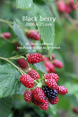 2006.6.25.B-Berry-nemu-2.jpg
