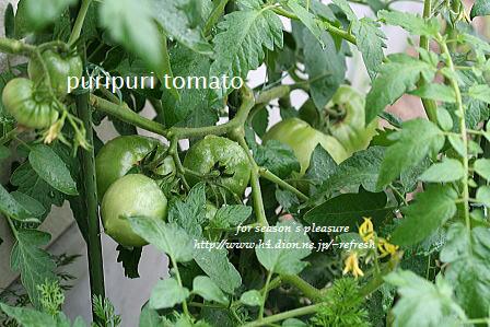 2006.6.25.tomato-nemu.jpg