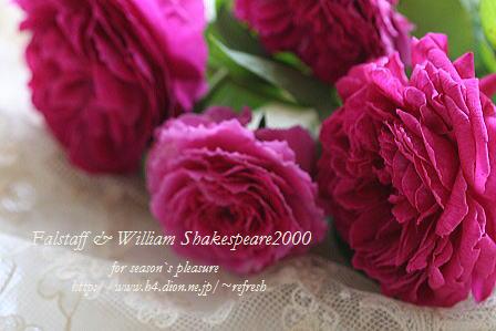 2006.8.20.Roses-nemu.jpg