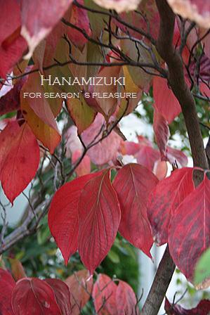 2007.11.25.hanamizuki-3nemu.jpg