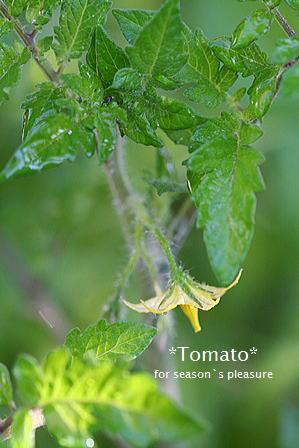 2007.4.30.tomato-nemu.jpg