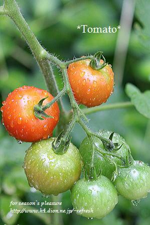 2007.6.21.tomato-1nemu.jpg