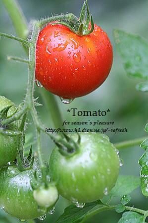 2007.6.21.tomato-2nemu.jpg