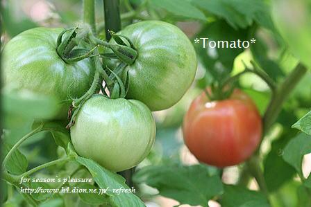 2008_7_10_tomato-1n.jpg