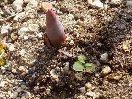 チューリップの芽とサクラソウの芽