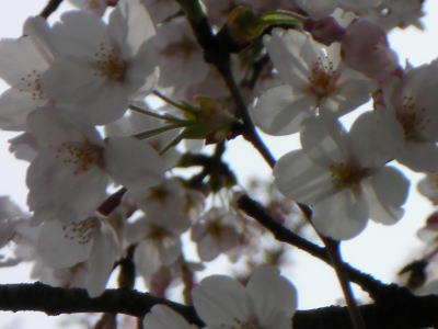 水元公園の桜アップ　2009年 4月4日