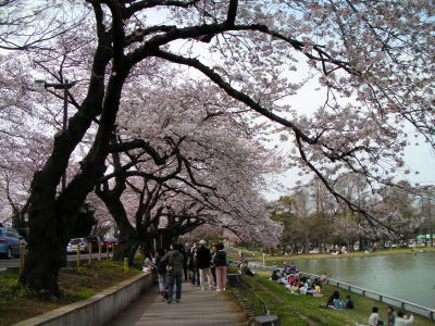 水元公園の桜　2009年 4月4日