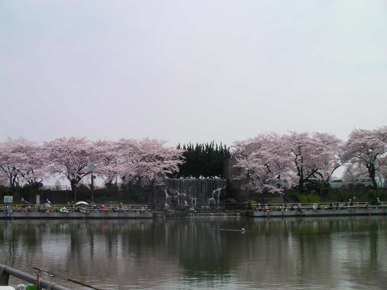 水元公園の桜2009