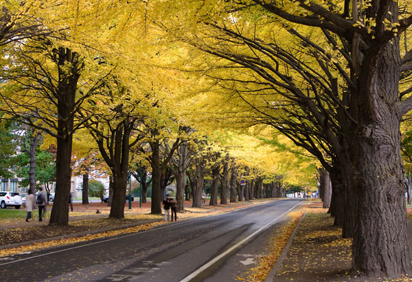 北海道大学の銀杏並木
