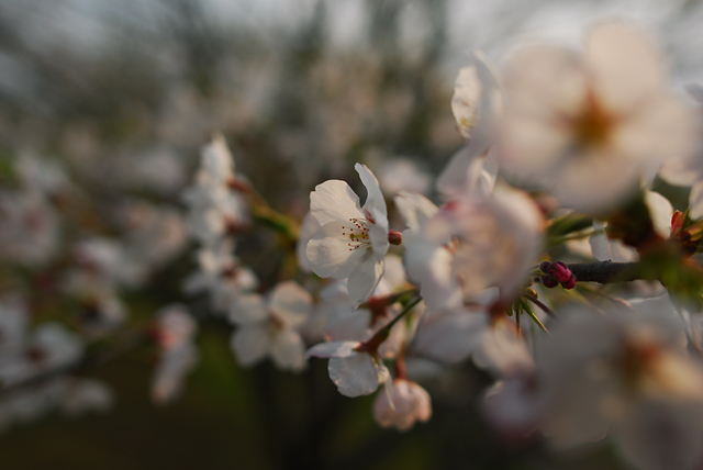桜は朝の斜光それとも逆光がいいでしょうか