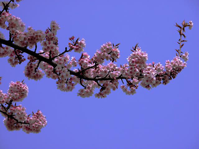 ちょっとピンクが強めの桜です
