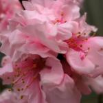 桜の花マクロ2