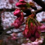 桜の花マクロ3