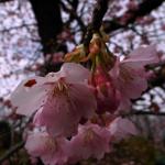 桜の花マクロ4